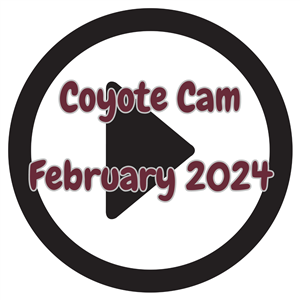 coyote cam Feb 2024